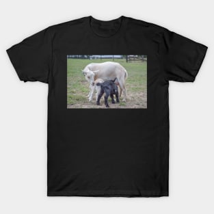 Mom and baby goats T-Shirt